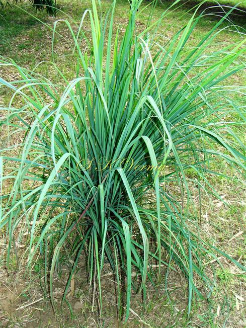  Plant with leaves